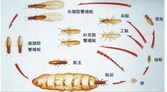 上海白蚁防治公司提醒业主没见白蚁为什么还要做预防白蚁灭治白蚁